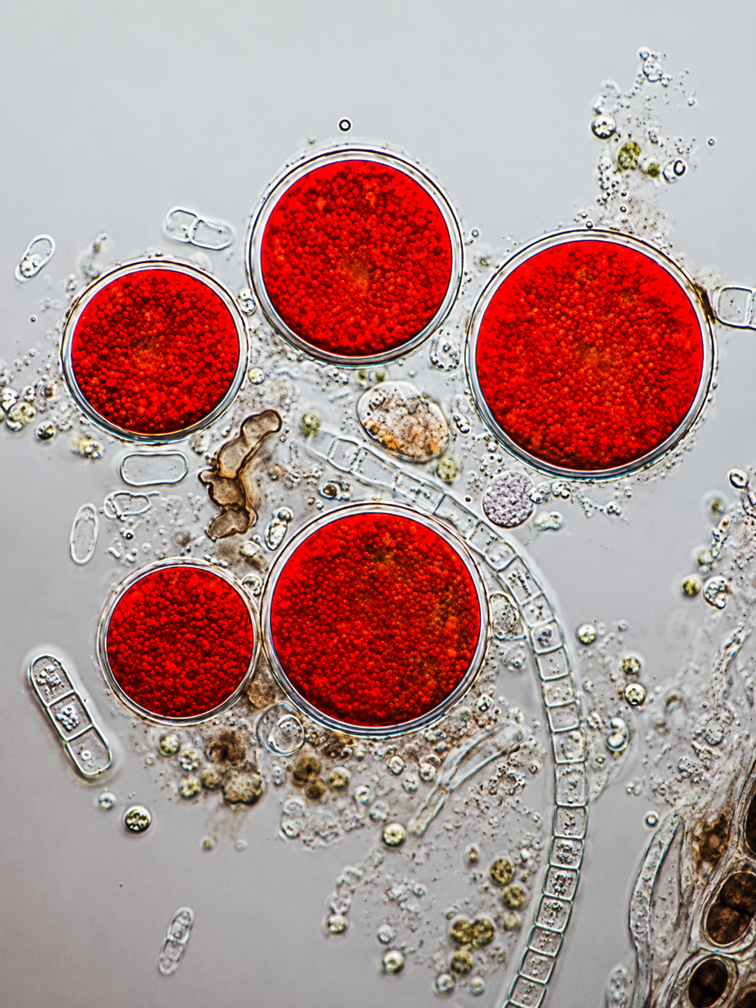 A close-up of deep red astaxanthin