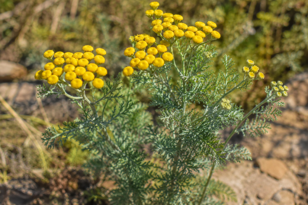 Blue tansy flowers, key ingredient in Emerald
