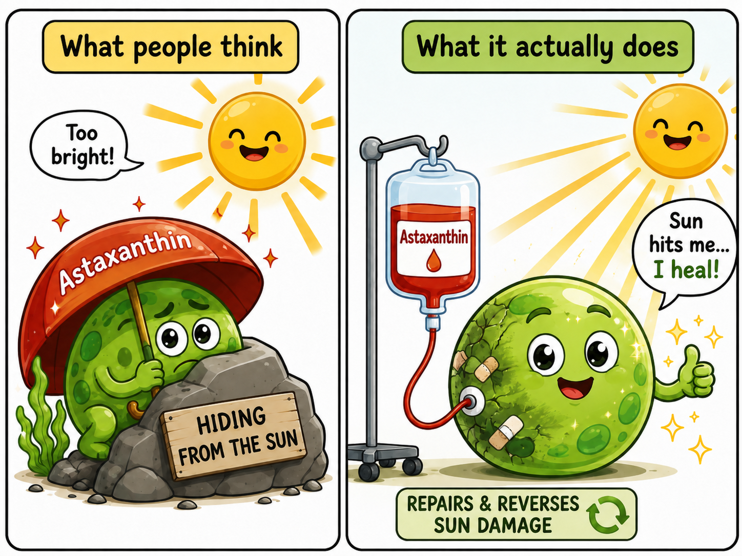 Two panels. Left, what people assume: an algae cell hiding from the sun under an astaxanthin umbrella. Right, what actually happens: the cell stays out in full sun while astaxanthin works on the damage as it lands.