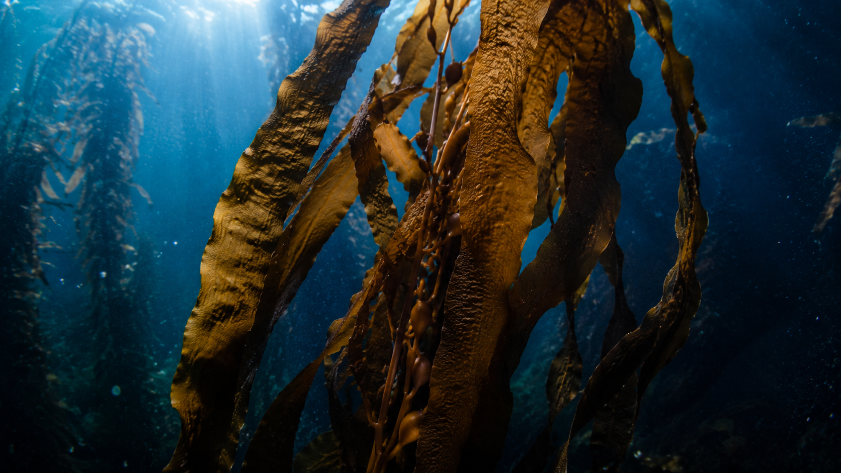 Why we grow our algae instead of harvesting it from the ocean.